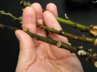 Kā pavairot bumbieri no zara