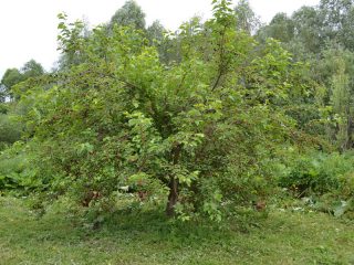 Mulberry hitam: gambar dan keterangan