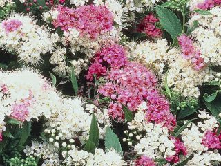 Spirea japonų širobana
