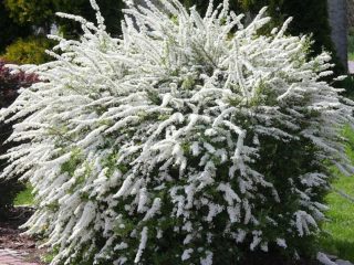 Spirea Grey Grefsheim: penanaman dan penjagaan, foto