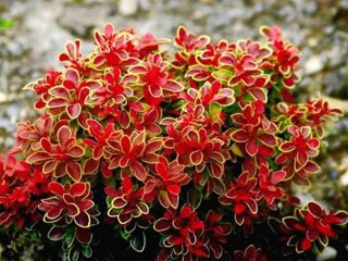 Barberry Thunbergin ihailu