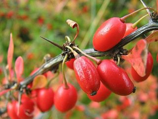 Barberry Harlequin: beskrivelse og bilde