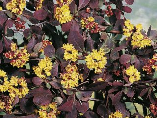 Karhunvatukka Atropurpurea (Berberis thunbergii Atropurpurea)