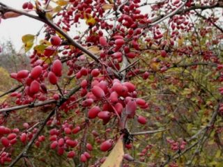 Kā sagatavot bārbele ziemai