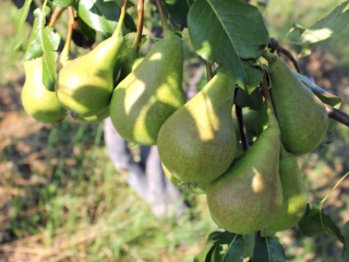 Pærejuice for vinteren