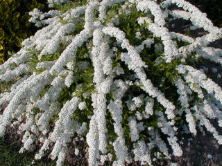 Spirea Arguta: descrizione con foto