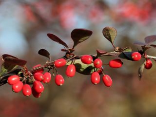 Barberry: varianter, bilder og beskrivelse