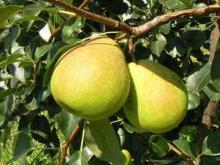 Pear the Kudesnitsa: ulasan dan keterangan