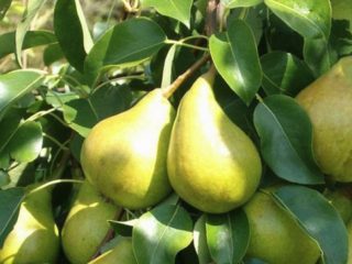 Kriaušė Bere Bosc: charakteristikos