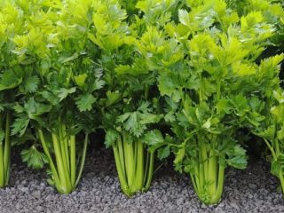 Voksende stilkede selleriplanter