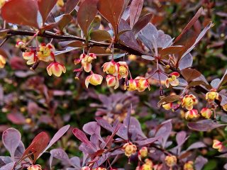 Pulveraktig mugg, hvit blomst, larver på berberis: metoder for kamp, hvordan de skal behandles
