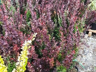Barberry Golden Ring (Berberis thunbergii Golden Ring)
