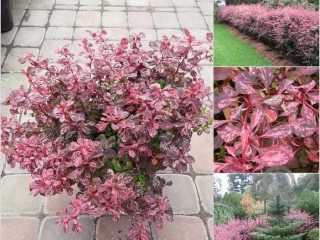 Barberry Thunberg Natasha (Berberis Thunbergii Natasza)