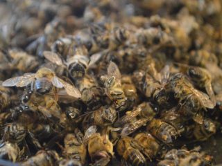 Bee podmore: oppskrifter på ledd