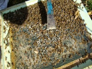 Bee podmore: tinktur på alkohol og vodka, anvendelse