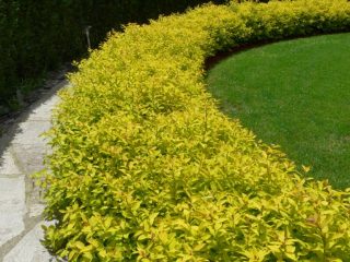Spirea kultainen matto, taikamatto ja vihreä matto