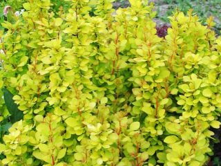 Barberry Thunberg Maria (Berberis Thunbergii Maria)