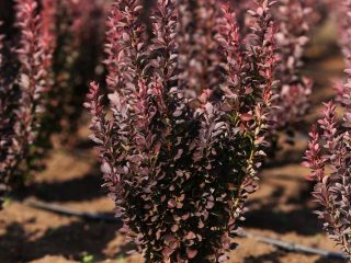 Barberry Thunberg Red Rocket (Berberis thunbergii Red Rocket)