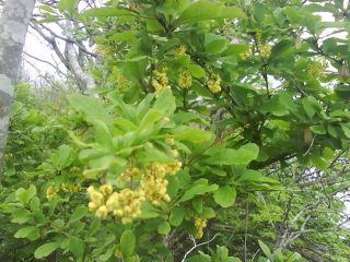 Amur berberis (Berberis amurensis): bilde og beskrivelse