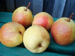 Pear Rogneda: variasjonsbeskrivelse, bilder, anmeldelser