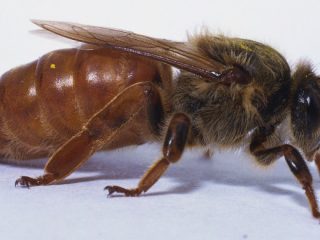 Dronningsbien: hvordan det ser ud, hvordan det ser ud
