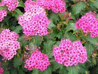 Spirea japanilainen rapea