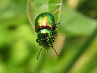Grønn bug på sorrel