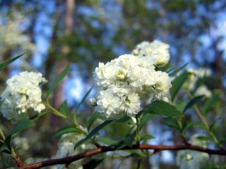 Spirea Cantonese lanceata: nuotrauka ir charakteristikos