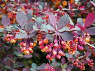 Kuvaus karhunvatukka Superba (Berberis ottawensis Superba)