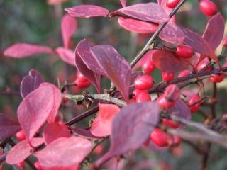 Karhunvatukka Thunberg Rose Glow (Berberis thunbergii Rose Glow)