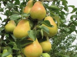 Pear Sapphire: penerangan, foto, ulasan