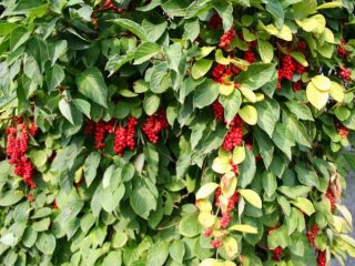 Schisandra chinensis: การเพาะปลูกและการดูแลในไซบีเรียภูมิภาคมอสโกในเทือกเขาอูราล