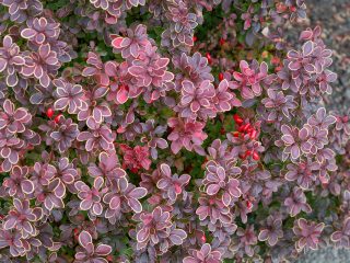 Karhunvatukka-inspiraatio (Berberis thunbergii Inspiration)