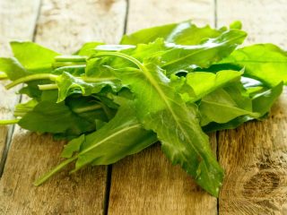 Mengapa sorrel berguna