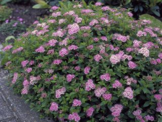 Spirea Genpey