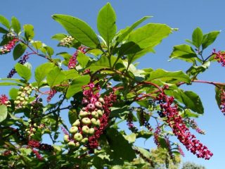 Amerikāņu lakononi un drupe: ogu ārstnieciskās un derīgās īpašības