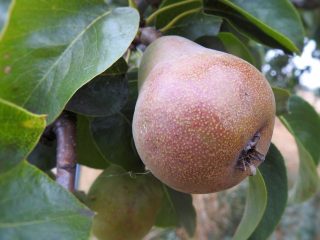 Pear Bryansk skønhed: sort beskrivelse, fotos, anmeldelser