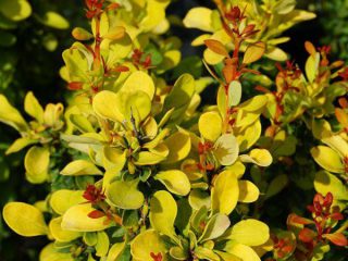 Barberry Thunbergin kultainen raketti (Berberis thunbergii Golden Rocket)