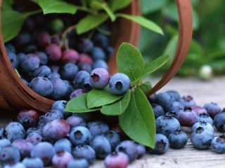 Blueberry biasa: sifat berguna dan kontraindikasi