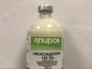 Amoksicilīns liellopu veterinārajā medicīnā