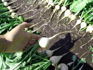 Daikon Sasha: pendaratan dan penjagaan, tarikh pendaratan