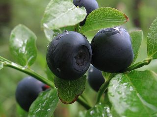 Di mana dan bagaimana blueberry tumbuh