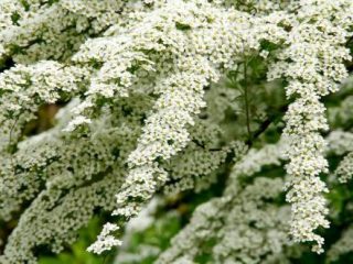 Spirea White Bride: foto e descrizione