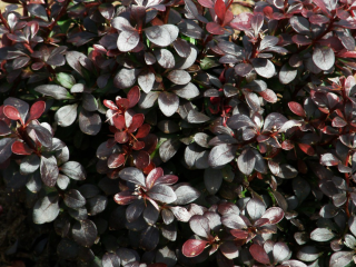 Barberry Thunberg Darts Red Lady (Dartin punainen nainen)