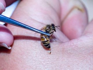 Apitherapy: vad är det, indikationer för användning