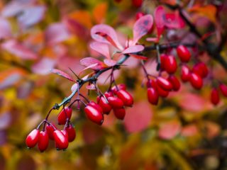 Ottawan karhunvatukka (Berberis ottawensis)