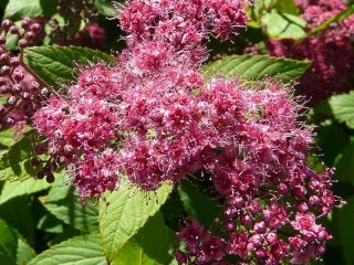 Spirea Jepun Froebelii