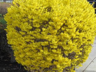 Forsythia: istutus ja hoito, talvivalmistelu, milloin leikata