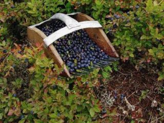 Pemetik Blueberry