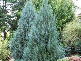 Munglow Juniper aprašymas